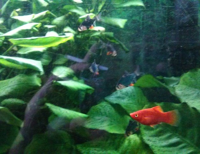 freshwater fish - puntius titteya - albino cherry barb stocking in 75 gallons tank - Barbs freshwater fish - puntius titteya - albino cherry barb stocking in 75 gallons tank - Barbs