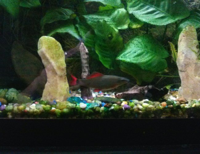 freshwater fish - epalzeorhynchos frenatus - rainbow shark stocking in 75 gallons tank - Rainbow shark freshwater fish - epalzeorhynchos frenatus - rainbow shark stocking in 75 gallons tank - Rainbow shark