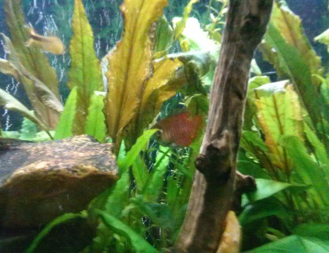 freshwater fish - trichogaster lalius - dwarf gourami stocking in 75 gallons tank - Fire belly gromie freshwater fish - trichogaster lalius - dwarf gourami stocking in 75 gallons tank - Fire belly gromie