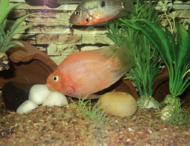 freshwater fish - hoplarchus psittacus - parrot cichlid stocking in 75 gallons tank - Parrot & Firemouth freshwater fish - hoplarchus psittacus - parrot cichlid stocking in 75 gallons tank - Parrot & Firemouth