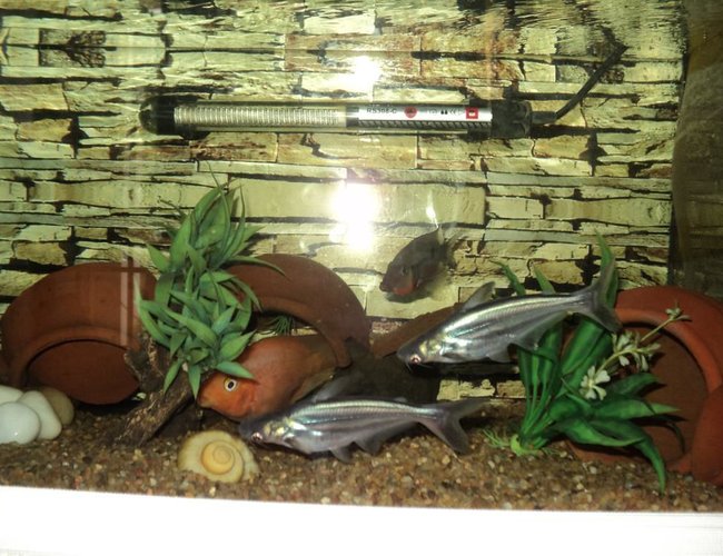 freshwater fish - pangasius hypophthalmus - iridescent shark stocking in 75 gallons tank - My Iridescent Shark Catfishes,
Parrot under cave and Firemouth freshwater fish - pangasius hypophthalmus - iridescent shark stocking in 75 gallons tank - My Iridescent Shark Catfishes,
Parrot under cave and Firemouth