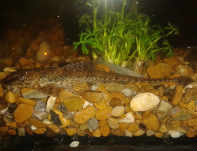 freshwater fish - rineloricaria sp. - red lizard whiptail plecostomus (l-10a) stocking in 10 gallons tank - my Whiptail Catfish. its around 7.5 - 8 inches long. freshwater fish - rineloricaria sp. - red lizard whiptail plecostomus (l-10a) stocking in 10 gallons tank - my Whiptail Catfish. its around 7.5 - 8 inches long.