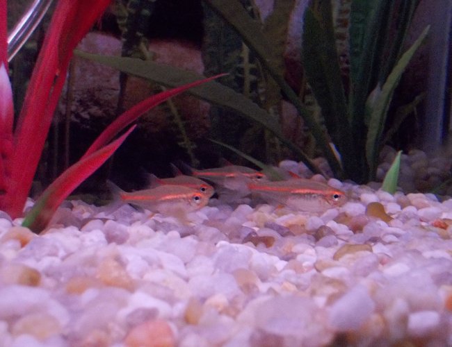 freshwater fish - hemigrammus erythrozonus - glowlight tetra stocking in 29 gallons tank - Glowlight Tetras freshwater fish - hemigrammus erythrozonus - glowlight tetra stocking in 29 gallons tank - Glowlight Tetras