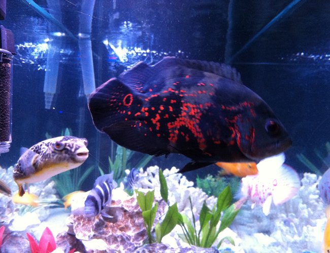 freshwater fish - astronotus ocellatus - tiger oscar stocking in 110 gallons tank - None freshwater fish - astronotus ocellatus - tiger oscar stocking in 110 gallons tank - None