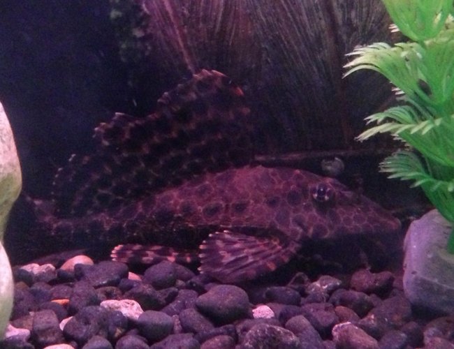 freshwater fish - glyptoperichthys gibbiceps - sailfin pleco (l-83) stocking in 50 gallons tank - Sailfin pleco freshwater fish - glyptoperichthys gibbiceps - sailfin pleco (l-83) stocking in 50 gallons tank - Sailfin pleco
