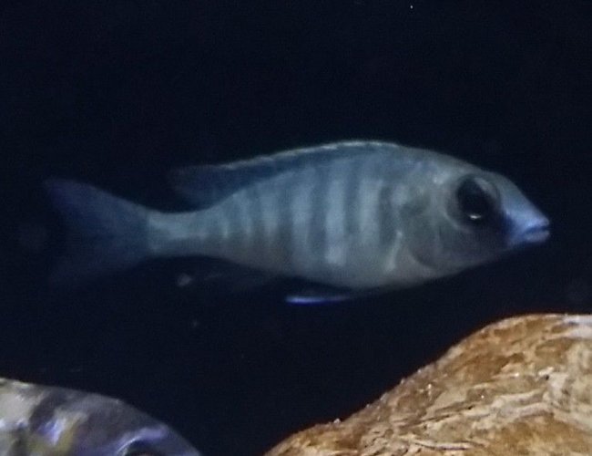 freshwater fish - placidochromis electra - deepwater hap stocking in 55 gallons tank - Deep water hap freshwater fish - placidochromis electra - deepwater hap stocking in 55 gallons tank - Deep water hap