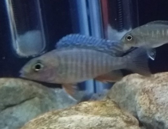 freshwater fish - aulonocara jacobfreibergi eureka - eureka red stocking in 55 gallons tank - Eureka Red Male freshwater fish - aulonocara jacobfreibergi eureka - eureka red stocking in 55 gallons tank - Eureka Red Male