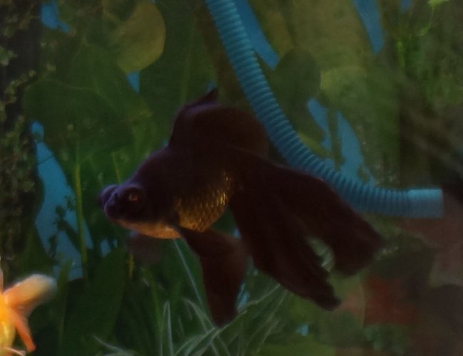 freshwater fish - carassius auratus - black moor goldfish stocking in 250 gallons tank - My 4 years old Blackmoor. freshwater fish - carassius auratus - black moor goldfish stocking in 250 gallons tank - My 4 years old Blackmoor.