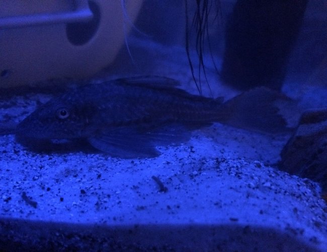 freshwater fish - hypostomus plecostomus - common pleco stocking in 75 gallons tank - Common Pleco under night light. freshwater fish - hypostomus plecostomus - common pleco stocking in 75 gallons tank - Common Pleco under night light.