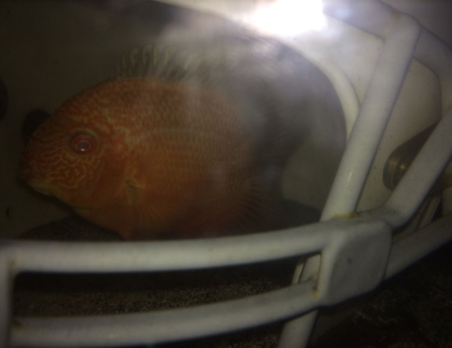 freshwater fish - heros efasciatus - red spot severum stocking in 75 gallons tank - Gold Red Spotted Severum hiding in football helmet. freshwater fish - heros efasciatus - red spot severum stocking in 75 gallons tank - Gold Red Spotted Severum hiding in football helmet.