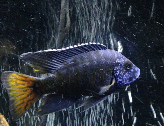 freshwater fish - aulonocara stuartgranti ngara - ngara flametail stocking in 120 gallons tank - Ngara freshwater fish - aulonocara stuartgranti ngara - ngara flametail stocking in 120 gallons tank - Ngara