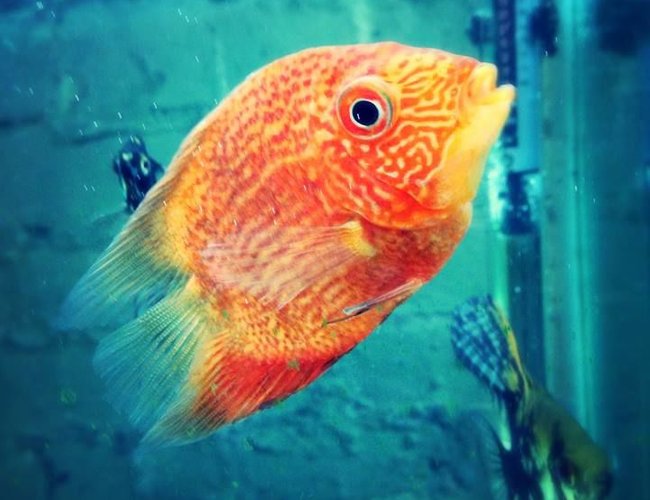 freshwater fish - heros efasciatus - red spot severum stocking in 100 gallons tank - Red spot severum. freshwater fish - heros efasciatus - red spot severum stocking in 100 gallons tank - Red spot severum.