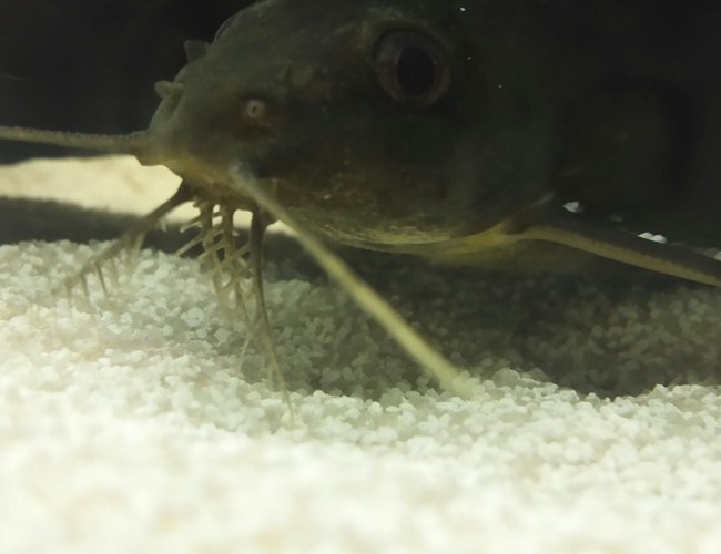 freshwater fish - synodontis ocellifer - synodontis ocellifer catfish stocking in 55 gallons tank - Spots . Synodontis ocellifer. freshwater fish - synodontis ocellifer - synodontis ocellifer catfish stocking in 55 gallons tank - Spots . Synodontis ocellifer.