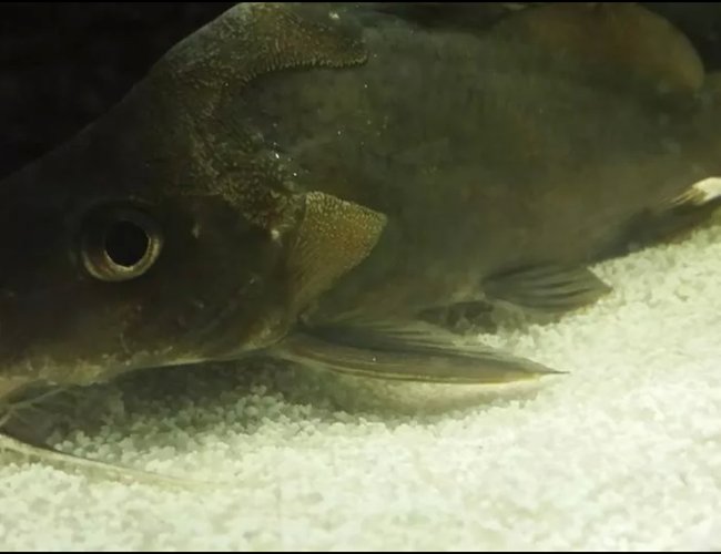 freshwater fish - bagrichthys hypselopterus - black lancer cat stocking in 55 gallons tank - Shifu since the other pic is not showing. freshwater fish - bagrichthys hypselopterus - black lancer cat stocking in 55 gallons tank - Shifu since the other pic is not showing.