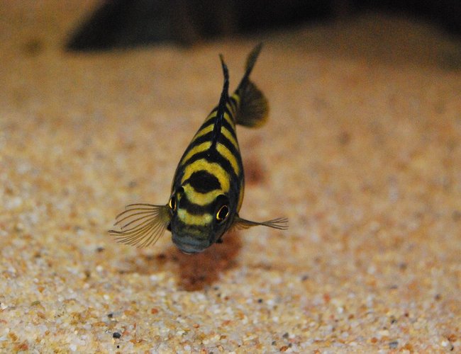 freshwater fish - pseudotropheus crabro - bumblebee cichlid stocking in 264 gallons tank - Pseudotropheus crabro (Bumblebee Cichlid)
checking me out while I take a few pics freshwater fish - pseudotropheus crabro - bumblebee cichlid stocking in 264 gallons tank - Pseudotropheus crabro (Bumblebee Cichlid)
checking me out while I take a few pics