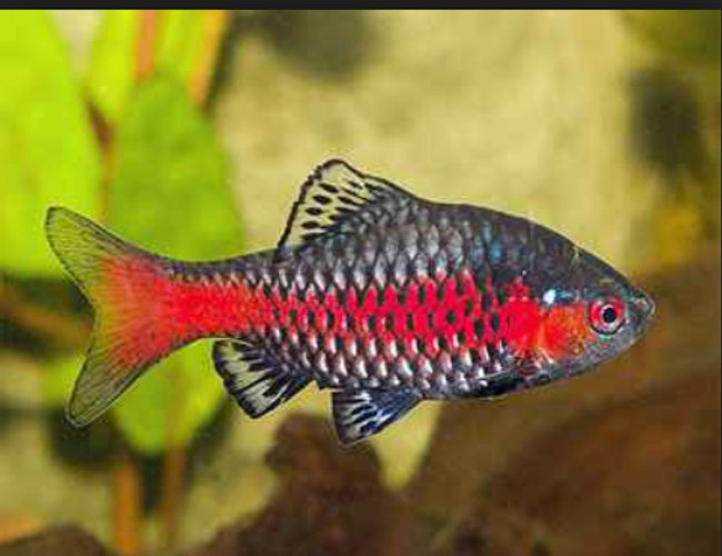 freshwater fish - puntius sp. - odessa barb stocking in 36 gallons tank - Odessa barb freshwater fish - puntius sp. - odessa barb stocking in 36 gallons tank - Odessa barb