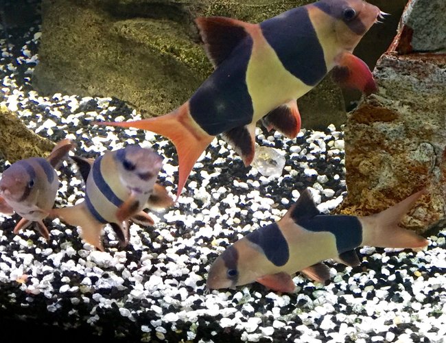 freshwater fish - botia macracantha - clown loach stocking in 95 gallons tank - My 20 year old Clown Loach got him in 1994 . The smaller guys are about 8 years. freshwater fish - botia macracantha - clown loach stocking in 95 gallons tank - My 20 year old Clown Loach got him in 1994 . The smaller guys are about 8 years.