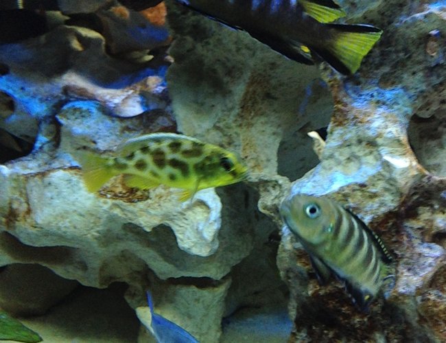 freshwater fish - nimbochromis venustus - venustus cichlid stocking in 150 gallons tank - Chewere, Venestus, Moorii freshwater fish - nimbochromis venustus - venustus cichlid stocking in 150 gallons tank - Chewere, Venestus, Moorii