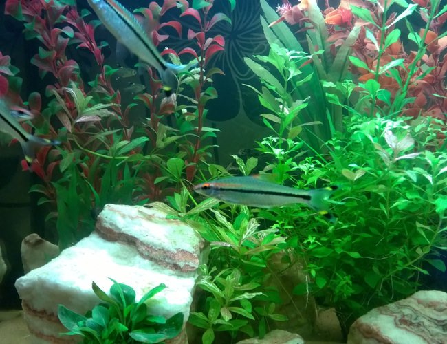 freshwater fish - sahyadria denisonii - denison barb stocking in 50 gallons tank - Denison barbs freshwater fish - sahyadria denisonii - denison barb stocking in 50 gallons tank - Denison barbs