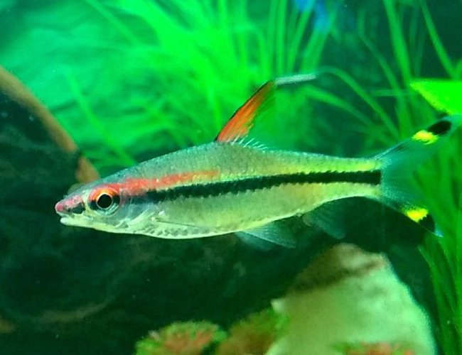 freshwater fish - sahyadria denisonii - denison barb stocking in 50 gallons tank - Denison barb freshwater fish - sahyadria denisonii - denison barb stocking in 50 gallons tank - Denison barb