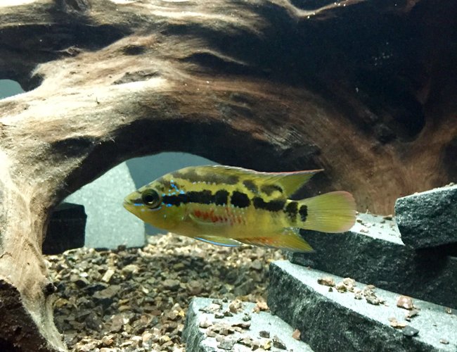 freshwater fish - nandopsis salvini - salvini cichlid stocking in 45 gallons tank - Salvini Cichlid freshwater fish - nandopsis salvini - salvini cichlid stocking in 45 gallons tank - Salvini Cichlid