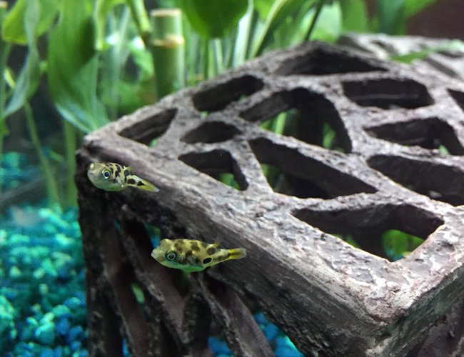 freshwater fish - carinotetraodon travancoricus - dwarf puffer stocking in 15 gallons tank - dwarf puffer freshwater fish - carinotetraodon travancoricus - dwarf puffer stocking in 15 gallons tank - dwarf puffer