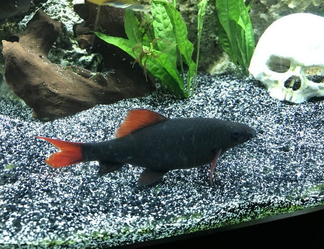 freshwater fish stocking in 60 gallons tank - Red-tailed black shark freshwater fish stocking in 60 gallons tank - Red-tailed black shark