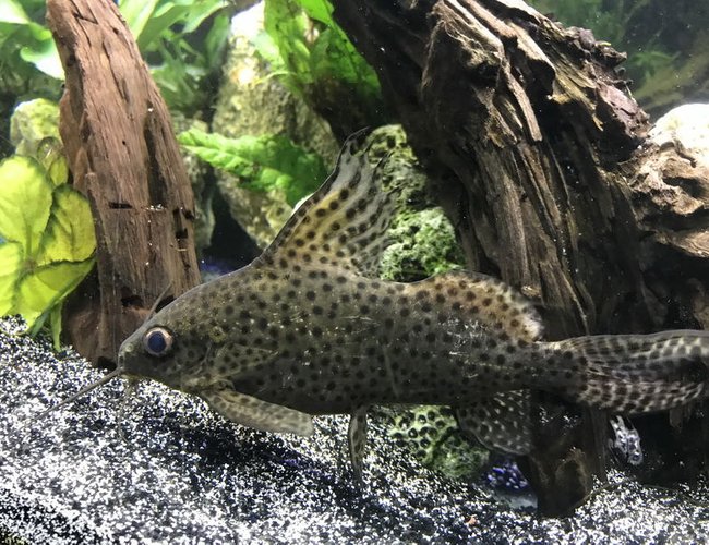 freshwater fish stocking in 60 gallons tank - Synodontis eupterus freshwater fish stocking in 60 gallons tank - Synodontis eupterus