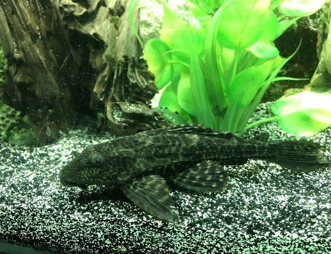 freshwater fish stocking in 60 gallons tank - Hypostomus Plecostomus freshwater fish stocking in 60 gallons tank - Hypostomus Plecostomus