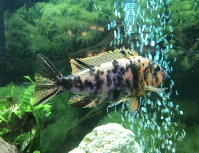 freshwater fish stocking in 60 gallons tank - Orange Blossom freshwater fish stocking in 60 gallons tank - Orange Blossom
