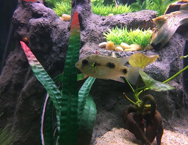 freshwater fish stocking in 75 gallons tank - African Butterfly Cichlid freshwater fish stocking in 75 gallons tank - African Butterfly Cichlid