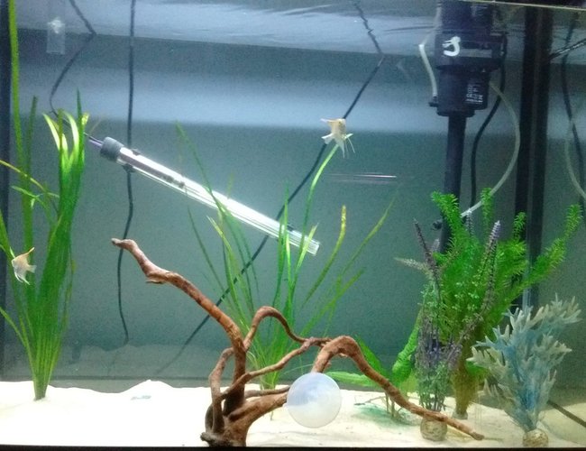 freshwater fish stocking in 190 gallons tank - Angel fish with a few plants. freshwater fish stocking in 190 gallons tank - Angel fish with a few plants.