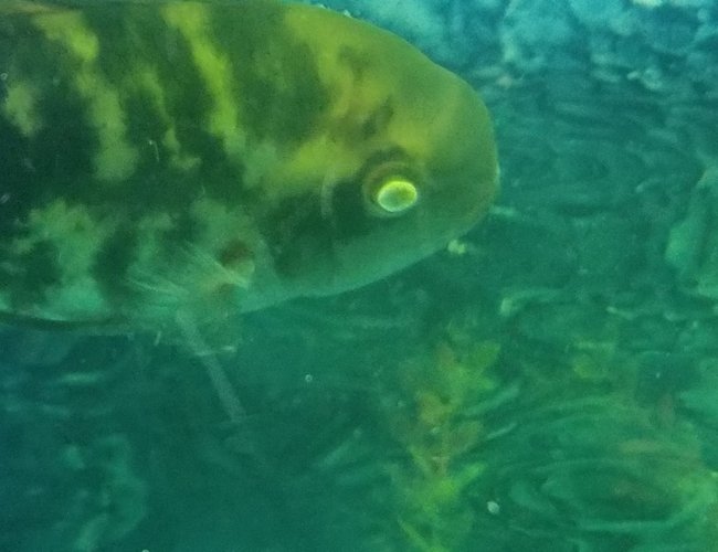 freshwater fish stocking in 75 gallons tank - My fish with white eyes freshwater fish stocking in 75 gallons tank - My fish with white eyes