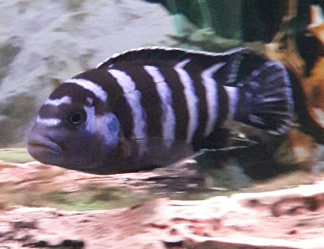 freshwater fish stocking in 80 gallons tank - Pompo Rock "Pseudo. Demasoni" freshwater fish stocking in 80 gallons tank - Pompo Rock "Pseudo. Demasoni"