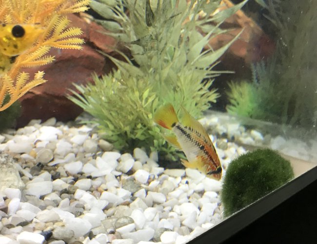 freshwater fish stocking in 52 gallons tank - Male dwarf cichlids freshwater fish stocking in 52 gallons tank - Male dwarf cichlids
