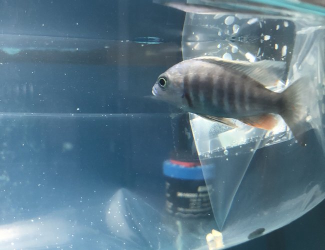 freshwater fish stocking in 36 gallons tank - Name this fish I just got in the fish store please freshwater fish stocking in 36 gallons tank - Name this fish I just got in the fish store please