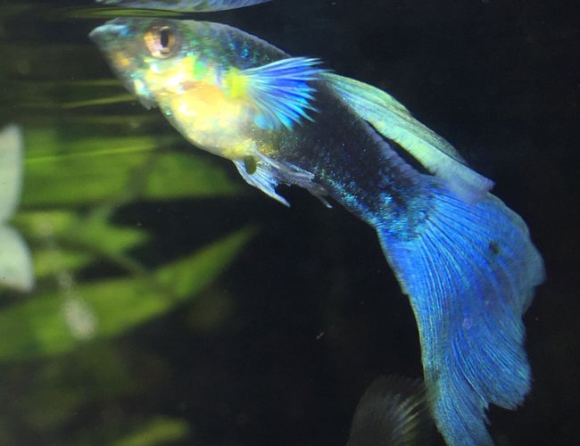 freshwater fish stocking in 30 gallons tank - Blue tuxedo guppy freshwater fish stocking in 30 gallons tank - Blue tuxedo guppy