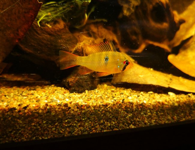 freshwater fish stocking in 47 gallons tank - Mikrogeophagus ramirezi, after 3.5 weeks, still coloring out freshwater fish stocking in 47 gallons tank - Mikrogeophagus ramirezi, after 3.5 weeks, still coloring out