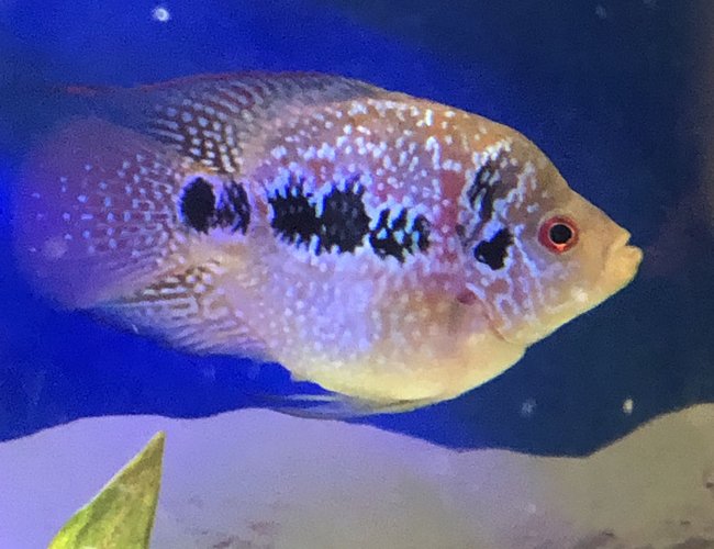 freshwater fish stocking in 60 gallons tank - Kirin (flower parrot) freshwater fish stocking in 60 gallons tank - Kirin (flower parrot)