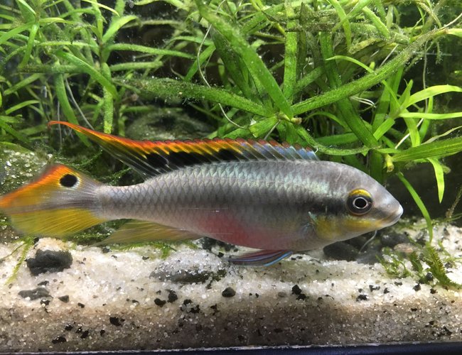 freshwater fish stocking in 63 gallons tank - Kribensis male freshwater fish stocking in 63 gallons tank - Kribensis male