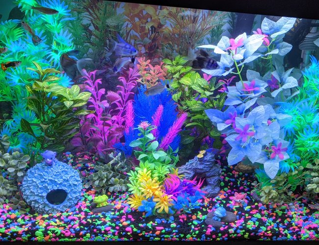 freshwater fish stocking in 20 gallons tank - Glowfish style community tank with tetras and guppies. freshwater fish stocking in 20 gallons tank - Glowfish style community tank with tetras and guppies.