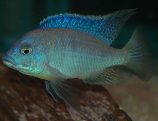 freshwater fish - otopharynx lithobates - sulphur crested lithobate stocking in 250 gallons tank - malawi freshwater fish - otopharynx lithobates - sulphur crested lithobate stocking in 250 gallons tank - malawi