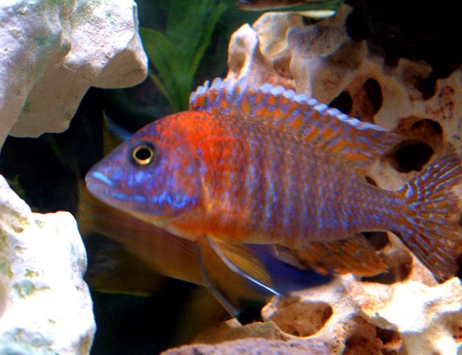 freshwater fish - aulonocara rubescens - ruby red peacock stocking in 55 gallons tank - Red Peacock freshwater fish - aulonocara rubescens - ruby red peacock stocking in 55 gallons tank - Red Peacock