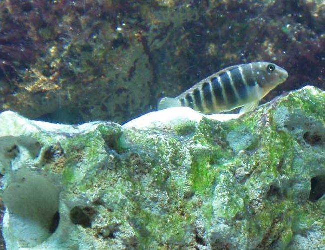 freshwater fish - tanganicodus irsacae - jeweled goby cichlid stocking in 125 gallons tank - Goby Cichlid, Red XII perches upon the rock he munches from. freshwater fish - tanganicodus irsacae - jeweled goby cichlid stocking in 125 gallons tank - Goby Cichlid, Red XII perches upon the rock he munches from.