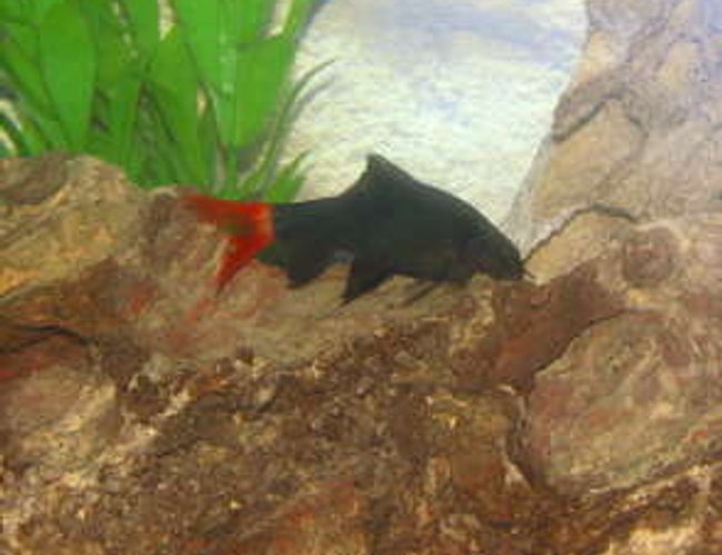 freshwater fish - epalzeorhynchos bicolor - redtail shark stocking in 55 gallons tank - red tail freshwater fish - epalzeorhynchos bicolor - redtail shark stocking in 55 gallons tank - red tail
