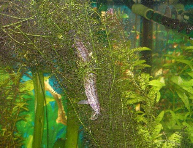 freshwater fish - pangio sp. - black kuhlii loach stocking in 90 gallons tank - My weather loach sometimes finds the oddest places to rest. This time he was resting in amongst a plant facing downward. freshwater fish - pangio sp. - black kuhlii loach stocking in 90 gallons tank - My weather loach sometimes finds the oddest places to rest. This time he was resting in amongst a plant facing downward.