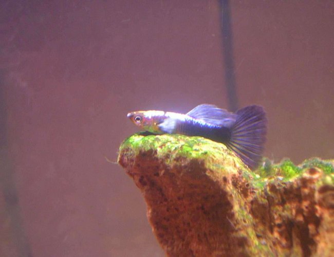 freshwater fish - poecilia reticulata - blue delta guppy - This crazy guppy loves to sit on plants and in this case, on a stump. freshwater fish - poecilia reticulata - blue delta guppy - This crazy guppy loves to sit on plants and in this case, on a stump.