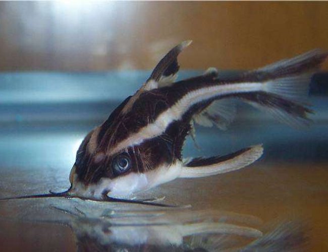 freshwater fish - platydoras costatus - striped raphael catfish stocking in 72 gallons tank - Striped Raphael Catfish, Platydoras Costatus freshwater fish - platydoras costatus - striped raphael catfish stocking in 72 gallons tank - Striped Raphael Catfish, Platydoras Costatus