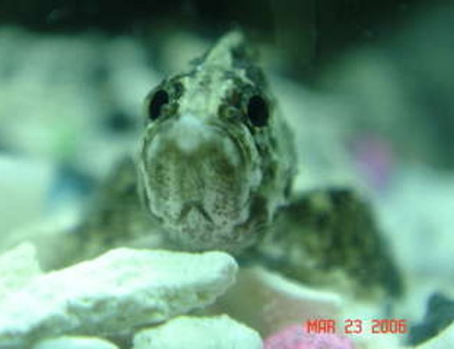 freshwater fish - neovespicula depressifrons - dusky panther goby stocking in 50 gallons tank - butterfly goby freshwater fish - neovespicula depressifrons - dusky panther goby stocking in 50 gallons tank - butterfly goby