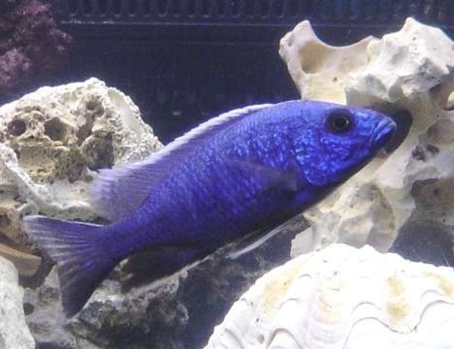freshwater fish - sciaenochromis fryeri - electric blue hap stocking in 55 gallons tank - hap. (blue) ahli freshwater fish - sciaenochromis fryeri - electric blue hap stocking in 55 gallons tank - hap. (blue) ahli